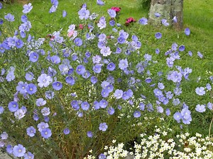 Linum perenne - Alchetron, The Free Social Encyclopedia