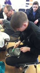 12K views · 169 reactions | How to grooming chinchillas by Cameron's Chinchillas Thank you for you kindness  | Fairychin | Facebook