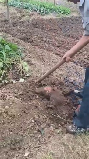 Special Technique using multiple blades to cut parallel grooves into wood quickly
