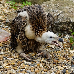 363K views · 14K reactions | Remember Egbert? The Ruppell’s griffon...