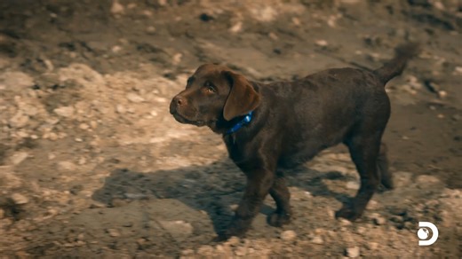 216K views · 2.6K reactions | Meet Bosco, the newest member of the team! He's got a nose for gold!  Watch a new episode of #GoldRush on Fridays at 8p on Discovery, or stream next day on discovery+! | Gold Rush | Facebook