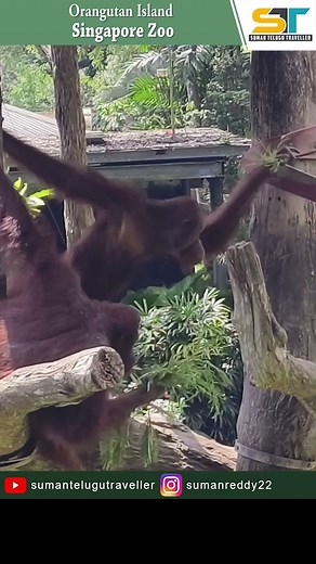 Orangutan Island at Singapore Zoo | Suman Telugu Traveller