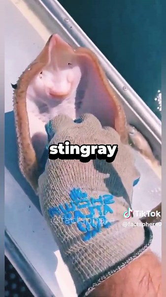 The Truth About Stingrays: Misconceptions Debunked