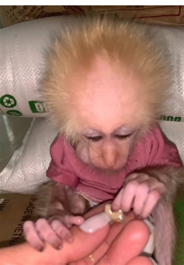 A delicious dinner with Bibi😂😂😂#monkey #fyp #monkeybaby🐒❤️