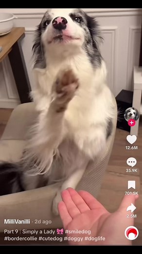 I hate that dog #fyp #trending #foryoupage #tiktok #dog