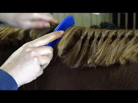 How to band a horse's mane