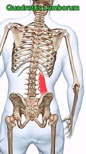 Quadratus lumborum #muscle #Anatomy 👨‍⚕️ | Dr. Ishtiaque Arafat