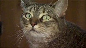 Pledge Fabric Sweeper for Pet Hair