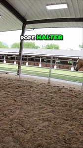 1.4K views · 25 reactions | Our goal is to train Blue Blooded Bandit (Ed's Phantom) to be a spade bit horse. We'll detail our training process, from rope halter to hackamore, then introduce the spade bit. Watch our journey! #HorseTraining #Palomino #SpadeBit #HorseCare #EquineTraining #Horsemanship #TwoYearOld #Edswalkinghorses #Hackamore #Horselife | Ed's Walking Horses | Facebook