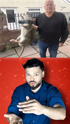 CREEPY & Scary LARGE Sized Rat FOUND in UK - Unusually Large Sized Things in Our World #shorts