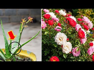 Year Round Roses The Aloe Branch Grafting Method That Works