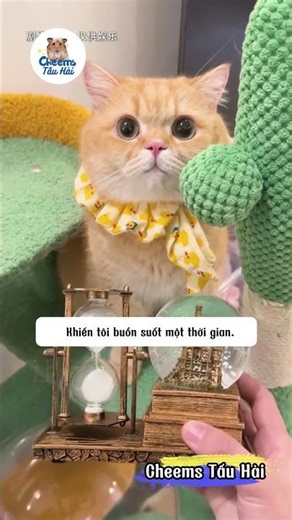 The Mystery Behind the Old Music Box | Cheems Comedy #pets #cat