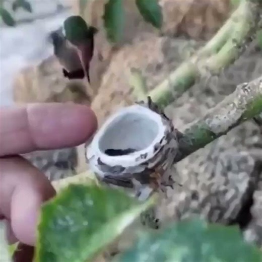 The size of baby hummingbirds compared to a human hand.