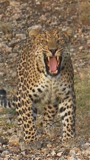 Wild Leopard Looks at the Camera | Amazing Leopard Sound