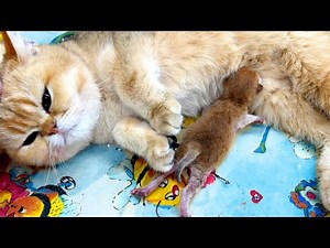 One hour after birth. A newborn kitten meows loudly, mother cat is at a loss