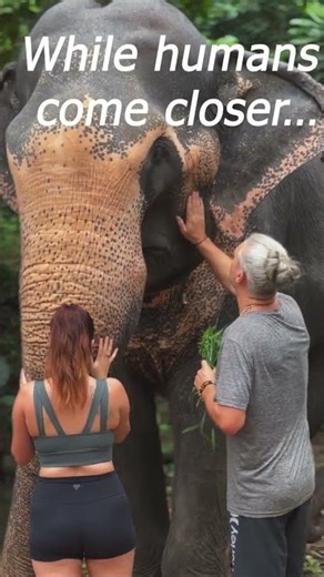 This is not just an elephant story… 🐘❤️