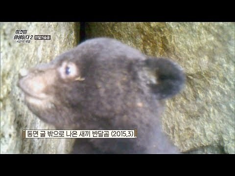 겨울 잠을 자야할때 새끼를 낳는 어미곰