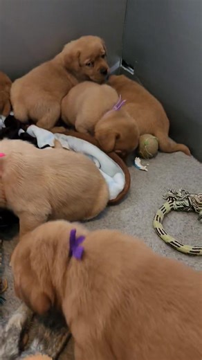 Aurora and boss pups 🐶 ❤️ 😍 | English Lab Puppies Winter Valley Labs