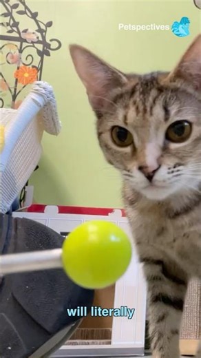 Target training your cat will LITERALLY change your life