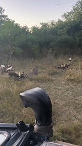 A pack of 23 wild dogs make fast work of a large warthog. #wilddogs #okavangodelta #nature #wildlife #safari | Animal Time
