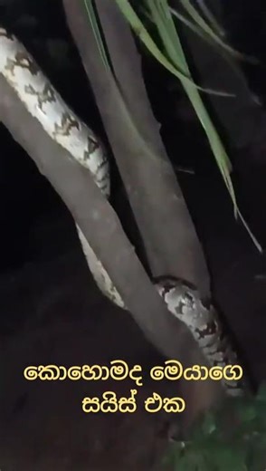 ඇනකොන්ඩා වගේ පෙනුම/පිඹුරා/the large python/Anaconda