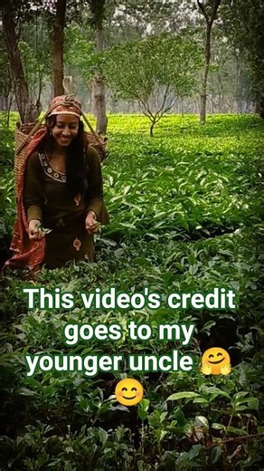 Hari hari chaye ke Bagan 🌱☕# Tribe# tea garden # Assam tea #teacountry #teanews #assamtea##Manas