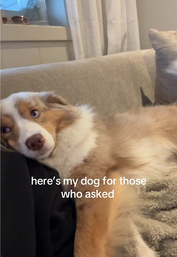 Meet My Miniature American Shepherd: A Friendly Showcase