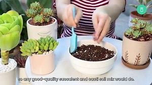Sedeveria Blue Elf, also called the "Happy Plant”. See how to care for this lovely succulent and brighten up your living space 😍 | Succulents Box