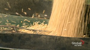 1K views | WATCH: Pea producers are seeing an increase in demand due to the constant creation of new products and more people changing to plant-based diets — Montana Getty. READ MORE: https://globalnews.ca/news/8127008/canadian-pea-producers-see-increase-in-demand-with-more-new-plant-based-products/ | Global Regina | Facebook