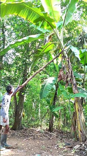 Banana Tree Care: Proper Supporting Techniques for a Heavy Harvest #banana #gardeningtips #farming