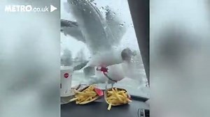 Flock of seagulls desperately try to steal chips though car windscreen