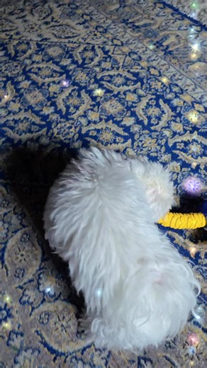 Pai nu ne distram noi de dimineata?! Singurel s-a pregătit si astepta sa vin sa il filmez, e darul lui pentru sufletele frumoase, sa ne bucuram ca traim si sa fim sanatosi si veseli, asa ca Xavi🤭!!!! | Isabela Neagu