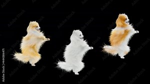Dogs Dancing CG fur. 3d rendering, animal realistic CGI VFX, Animation Loop, composition 3d mapping cartoon, Included in the end of the clip with Alpha matte.