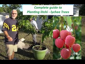 How to Plant Lychee - Planting a Litchi | Litchi Tree | Lychee Farm in Florida