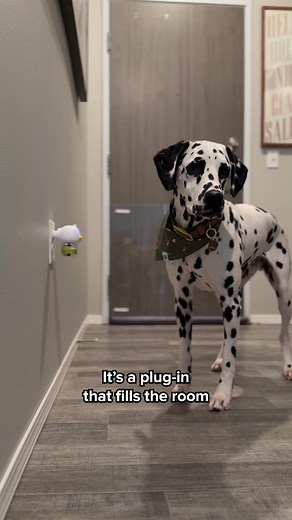 Stop Dog Peeing Inside: What NOT to Do!