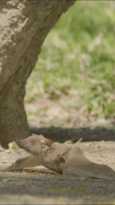 708K views · 9.3K reactions | Injured Bat Tries Fighting Off Angry Bird - Brent Leo-Smith | Latest Sightings - Kruger | Facebook