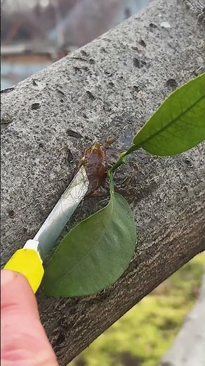 This Simple Trick Makes Trees Grow New Branches