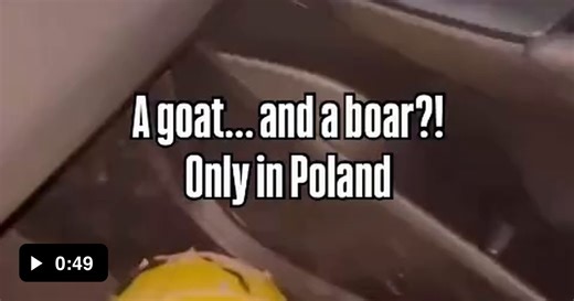 Timón and Pumbaa polish version - Video