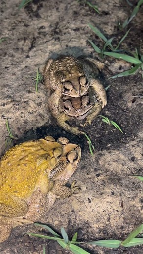 A woman walks by and encounters a pair of frogs happily hugging each other. #bullfrog #tinyfrogs