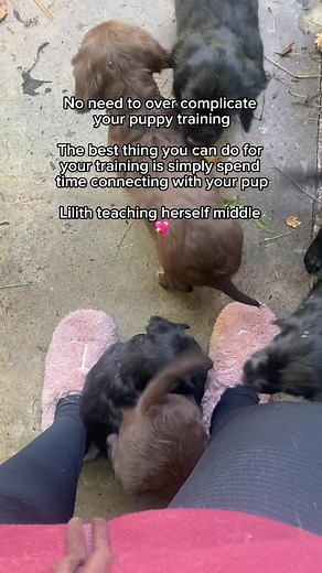 🐾🌟 Basic puppy training 🌟🐾 Sometimes we make things for more complicated than they truly need to be and the best bit of advice I can give you to build the most solid foundations with your puppy is simply to spend time with them. No luring with treats just lots of cuddles, building a bond. If they want to follow, let them follow. If they need reassurance, give them reassurance Use your voice, use praise when needed No need to nag, or overuse their name. Simply allow them to feel into your ene