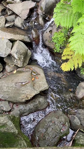 Dr. James S. Mastaler on TikTok