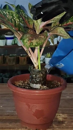 11K views · 59 reactions | Tips for Beginners | Air Layering Propagation method #propagationtechnique #Bestway #easyway #gardening #tipsandtricks #fblifestyle #gardeninspiration Mamalyn's Garden | Mamalyn's Garden | Facebook