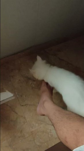 “Cat Shows Pure Love for Her Owner ❤️🐾”