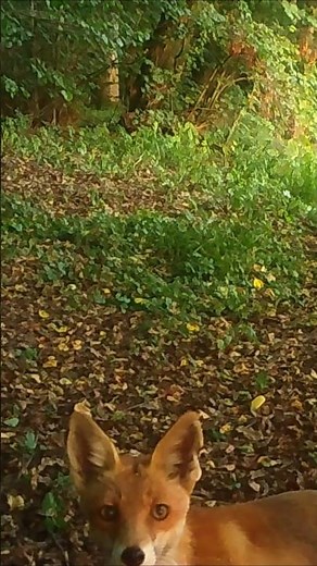 Curious Fox Discovers a Trail Camera 🦊👀 #wildlife #nature