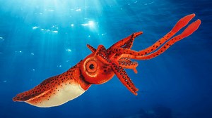Watch Giant Squid Giant Plush Ocean Fish Animals on Amazon Live