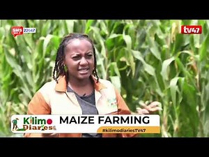 MAIZE FARMING | A-toZ of maize farming