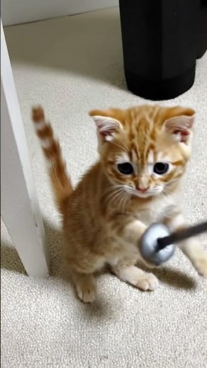 Kitten Fights Epic Battle with a Sword! (MEOW)