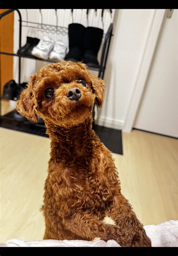 Playful Poodle Puppies: Adorable Moments Captured