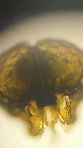Dinoflagellate under microscope #dinoflagellates #microscope #microorganisms #phytoplankton