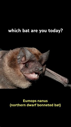 Happy bat appreciation day!